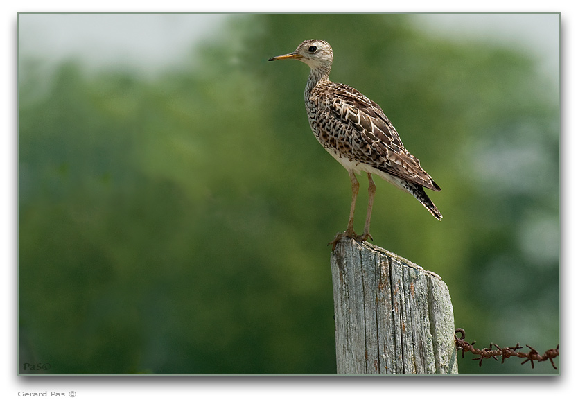 Upland Sandpiper _DSC20699.JPG - click to enlarge image