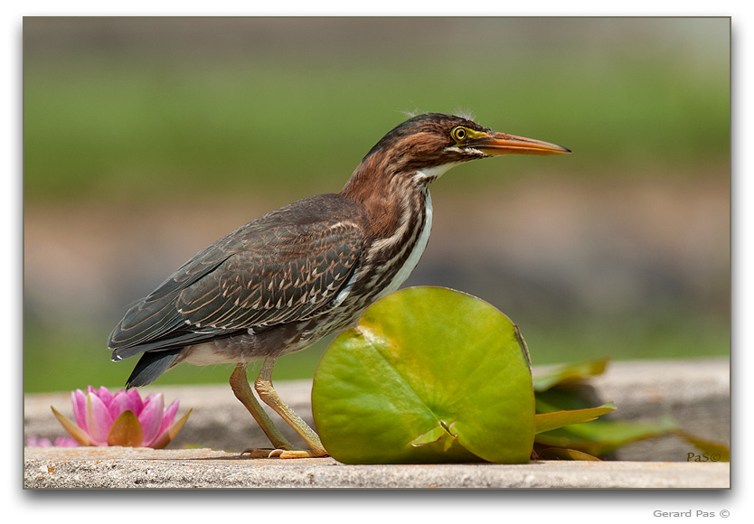 Green Heron _DSC21185.JPG - click to enlarge image