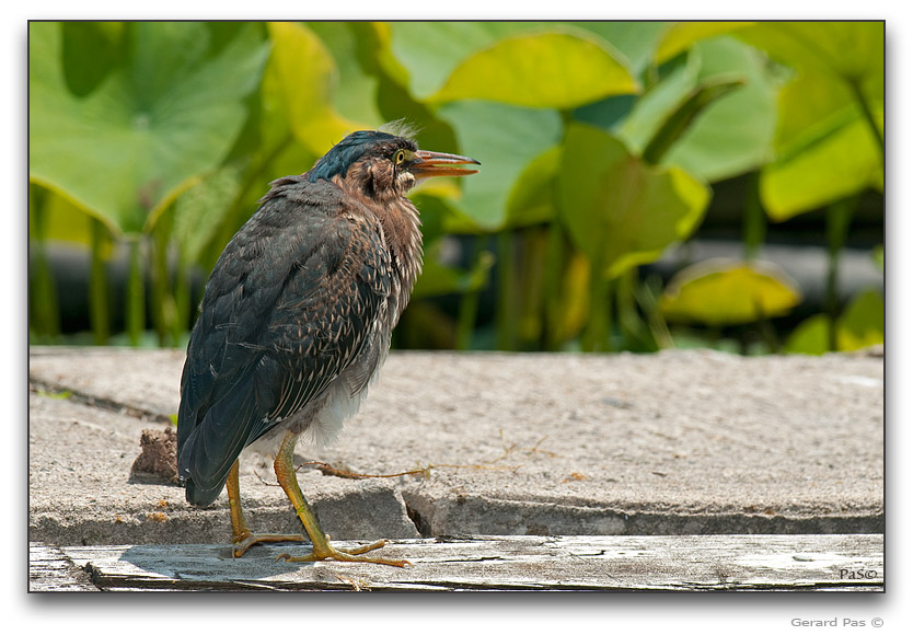 Green Heron _DSC21320.JPG - click to enlarge image