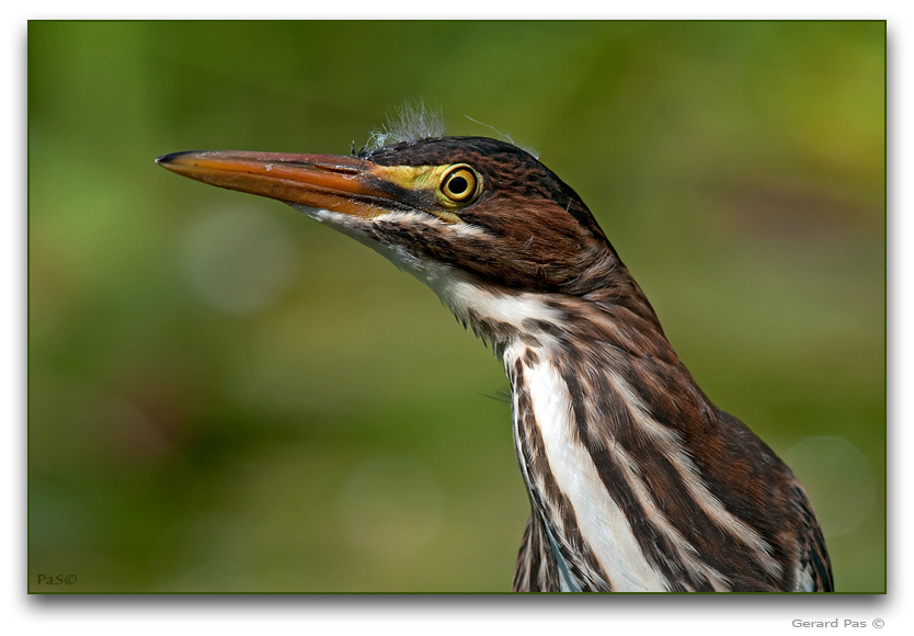 Green Heron _DSC21581.JPG - click to enlarge image