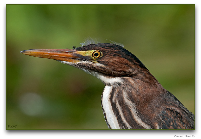 Green Heron _DSC21582.JPG - click to enlarge image