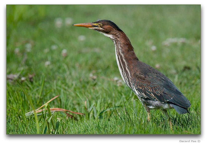 Green Heron _DSC21594.JPG - click to enlarge image