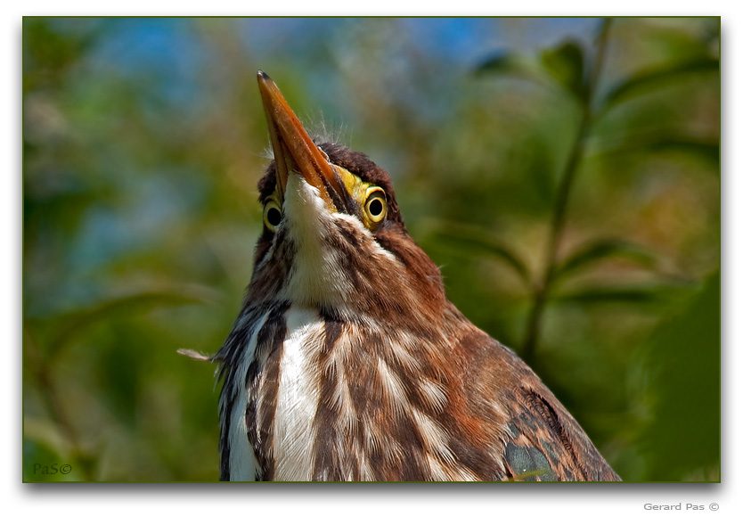 Green Heron _DSC21617.JPG - click to enlarge image