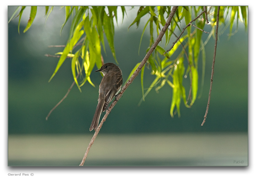 Eastern Phoebe _DSC22423.JPG - click to enlarge image