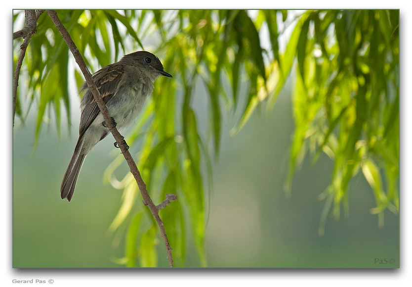 Eastern Phoebe _DSC22432.JPG - click to enlarge image