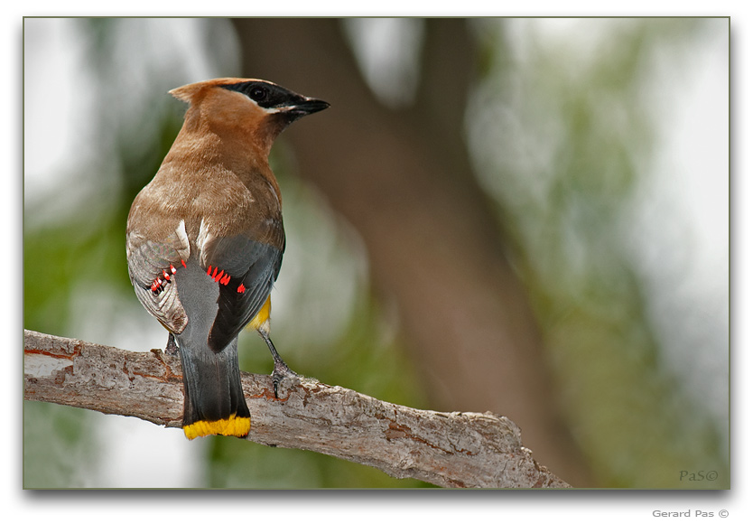 Cedar Waxwing _DSC22436.JPG - click to enlarge image