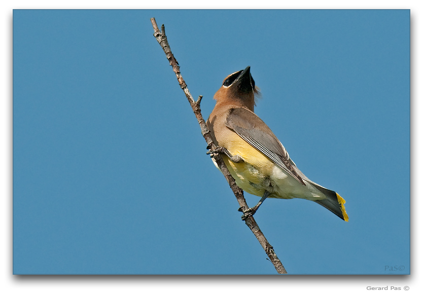 Cedar Waxwing _DSC22508.JPG - click to enlarge image