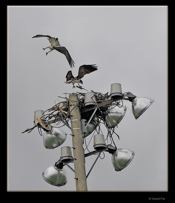 Nesting pair of Osprey  _DSC2260.JPG - click to enlarge image