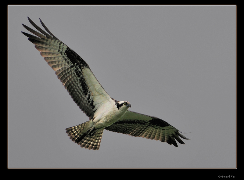 Osprey _DSC2266.JPG - click to enlarge image