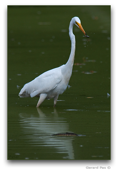 Great Egret _DSC24644.JPG - click to enlarge image