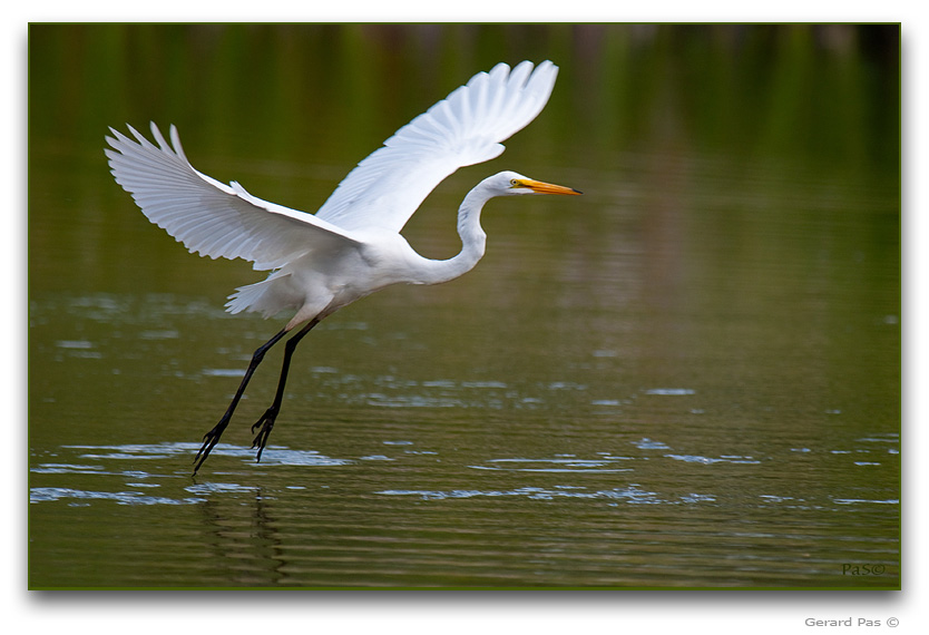 Great Egret _DSC24671.JPG - click to enlarge image