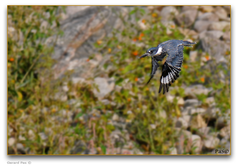 Belted Kingfisher _DSC24686.JPG - click to enlarge image