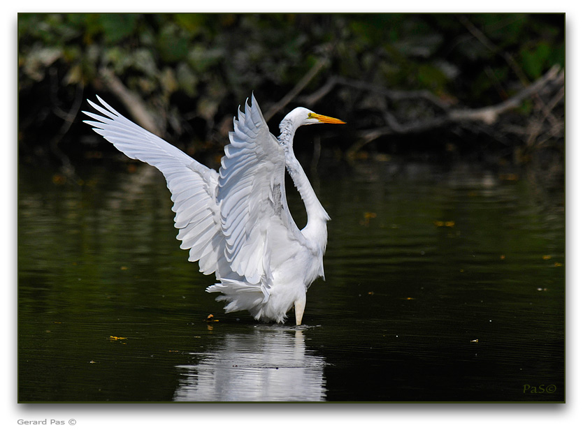 Great Egret _DSC24755.JPG - click to enlarge image