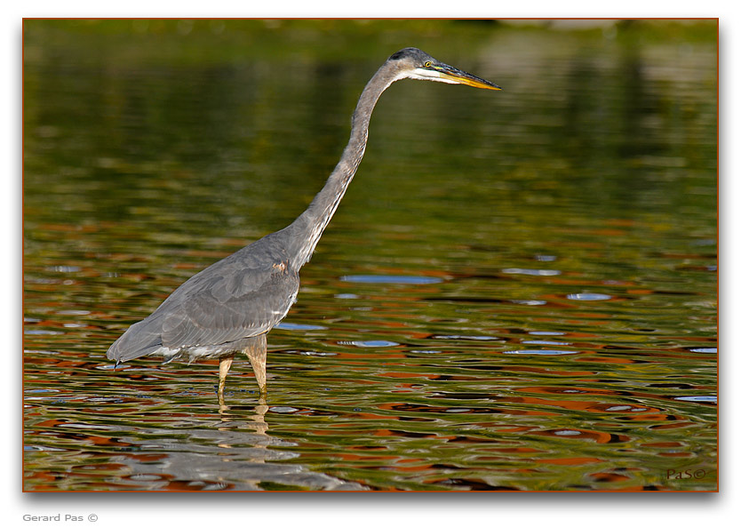 Great Blue Heron _DSC25090.JPG - click to enlarge image