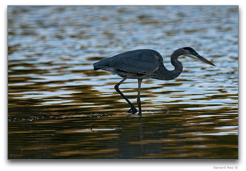 Great Blue Heron _DSC25187.JPG - click to enlarge image