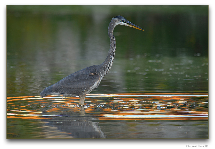 Great Blue Heron _DSC25255.JPG - click to enlarge image