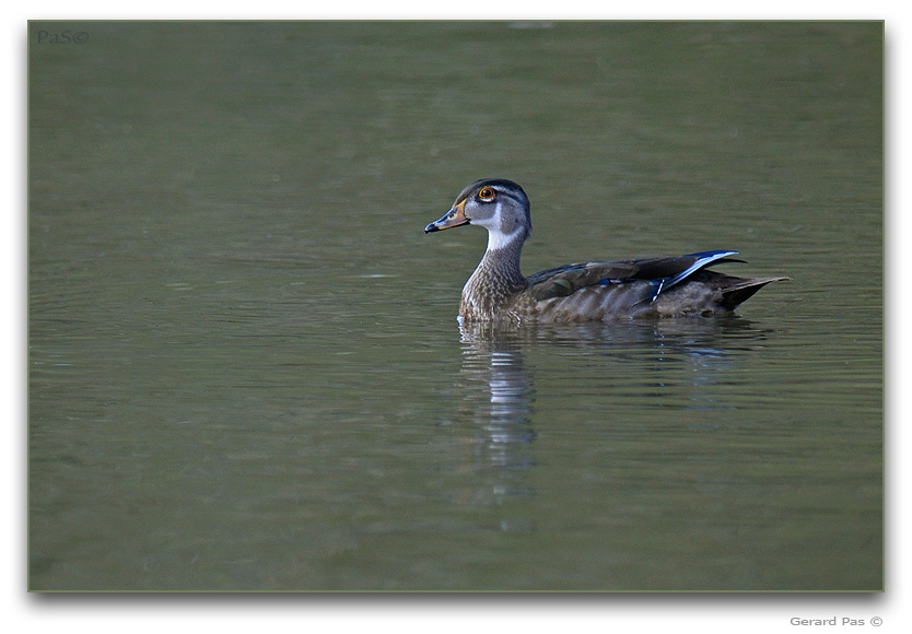 Wood Duck _DSC25385.JPG - click to enlarge image