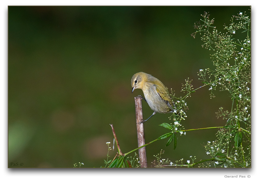 Tennessee Warbler _DSC25393.JPG - click to enlarge image