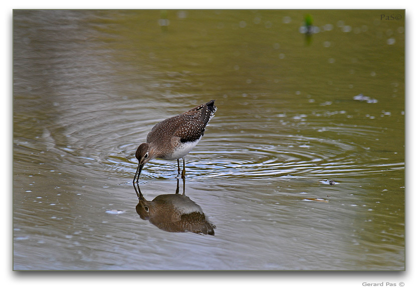 Solitary Sandpiper _DSC25473.JPG - click to enlarge image