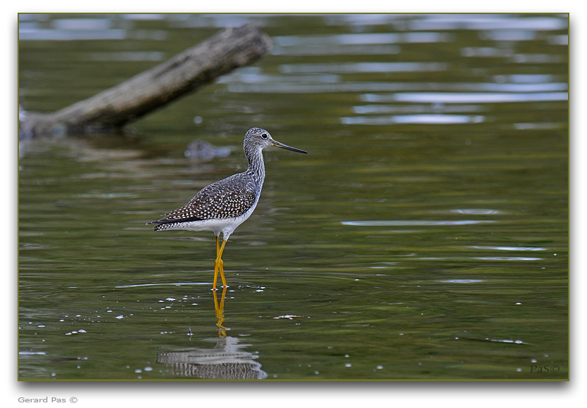 Greater Yellowlegs _DSC25543.JPG - click to enlarge image