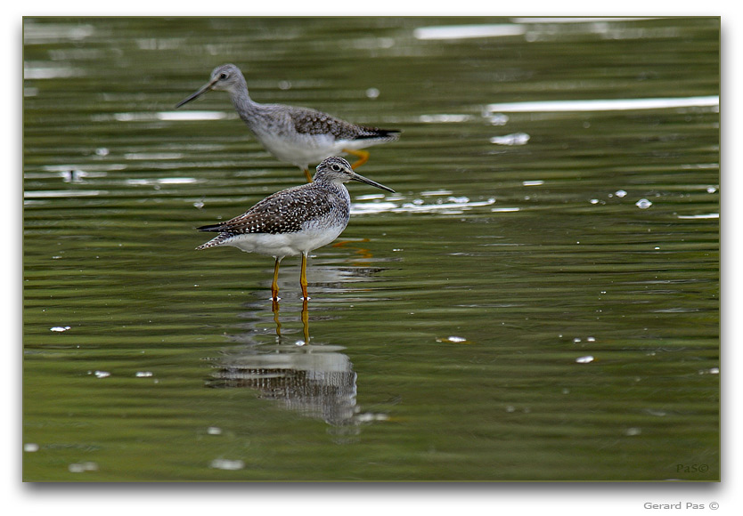 Greater Yellowlegs _DSC25603.JPG - click to enlarge image