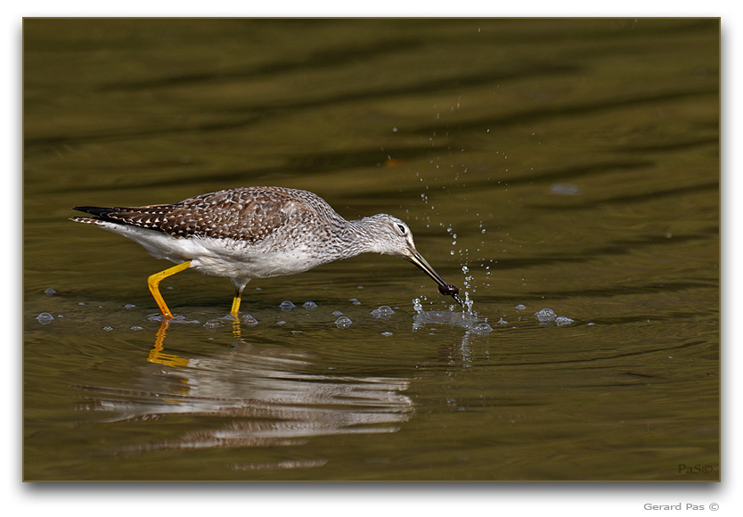 Greater Yellowlegs _DSC25705.JPG - click to enlarge image