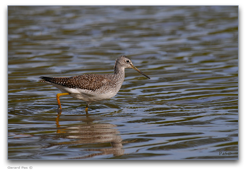 Greater Yellowlegs _DSC25712.JPG - click to enlarge image