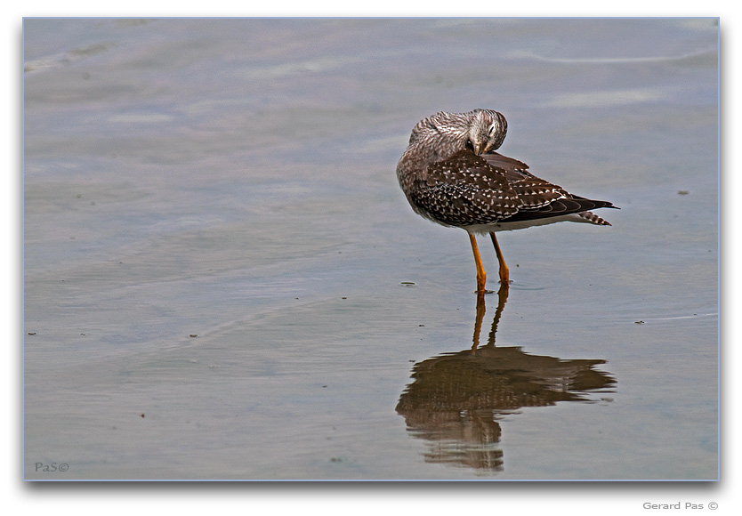 Greater Yellowlegs _DSC25782.JPG - click to enlarge image