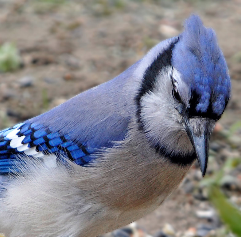 Blue Jay _DSC2578.JPG - click for higher resolution