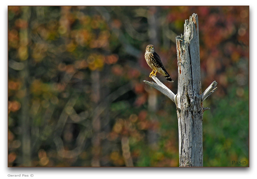 Merlin Falcon _DSC25851.JPG - click to enlarge image