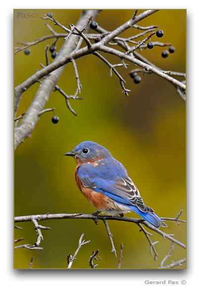 Eastern Bluebird _DSC25875.JPG - click to enlarge image