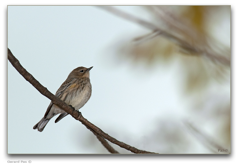 Yellow-rumped Warbler _DSC25899.JPG - click to enlarge image