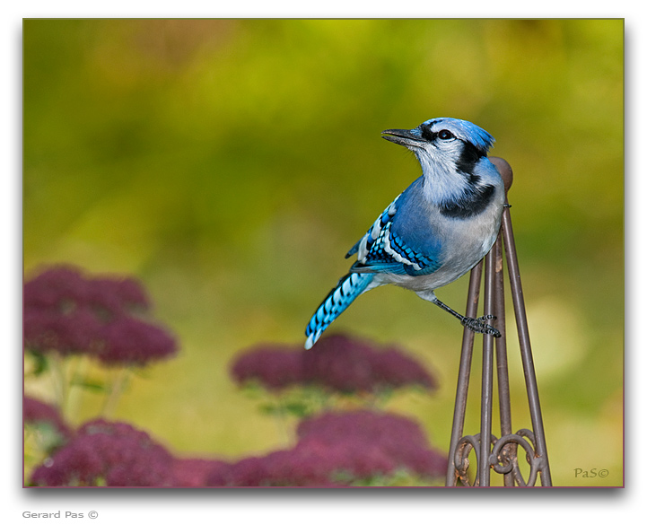 Blue Jay _DSC26096.JPG - click to enlarge image