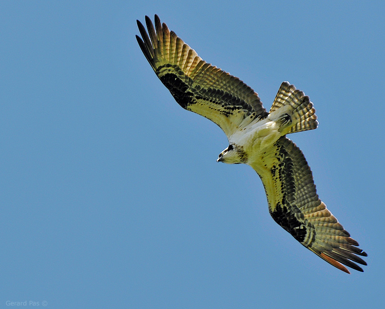 Osprey _DSC2618.JPG - click to enlarge image