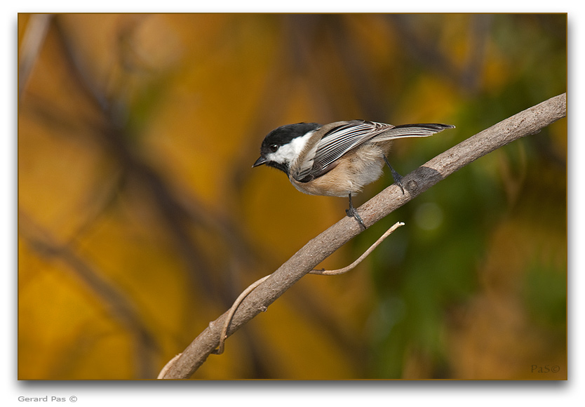 Black-capped Chickadee _DSC26280.JPG - click to enlarge image