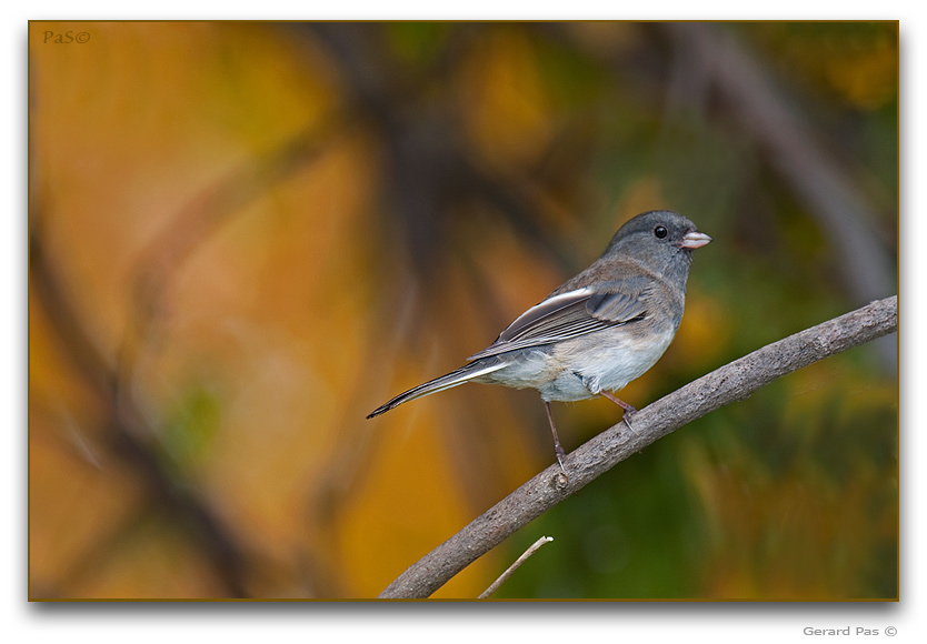 Dark-eyed Junco _DSC26298.JPG - click to enlarge image