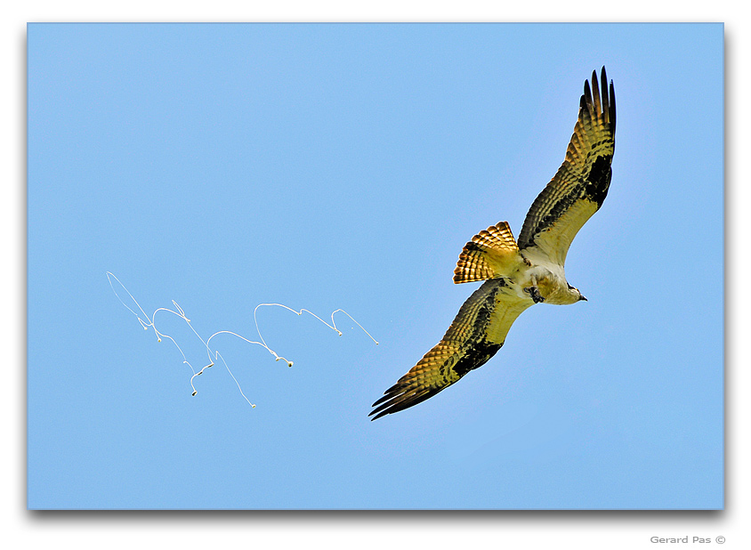 RUN - Osprey _DSC2638.JPG - click to enlarge image