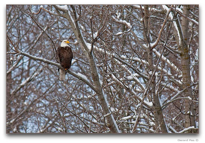 Bald Eagle _DSC26298.JPG - click to enlarge image