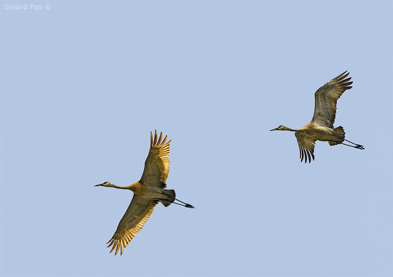 Sandhill Crane in flight _DSC2801.JPG - click to enlarge image