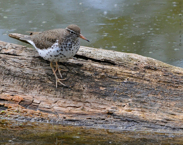 Spotted Sandpiper  _DSC2836.JPG - click to enlarge image