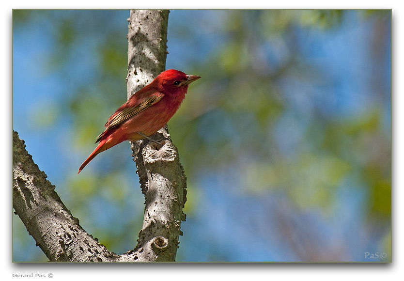 Summer Tanager _DSC28441.JPG - click to enlarge image