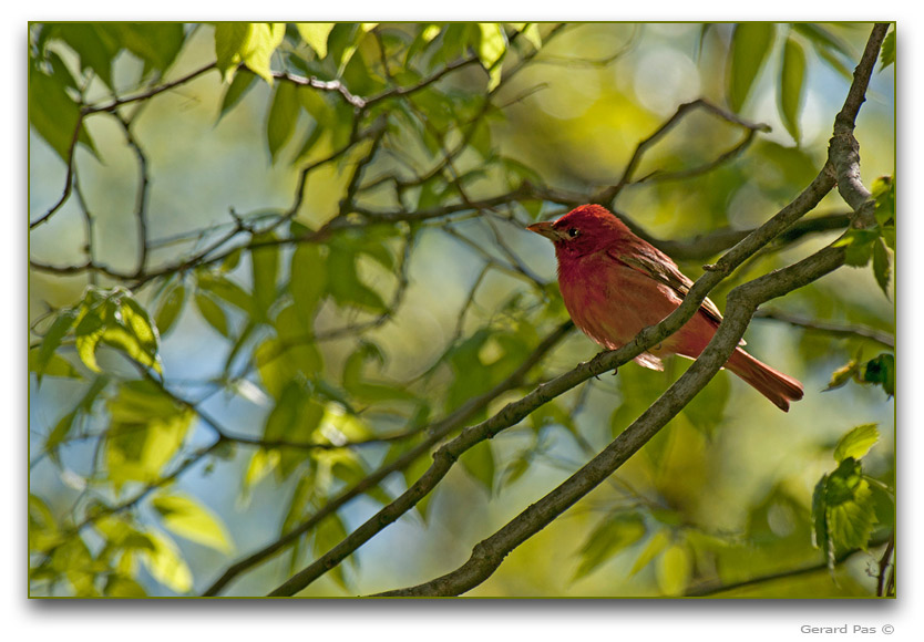 Summer Tanager _DSC28466.JPG - click to enlarge image