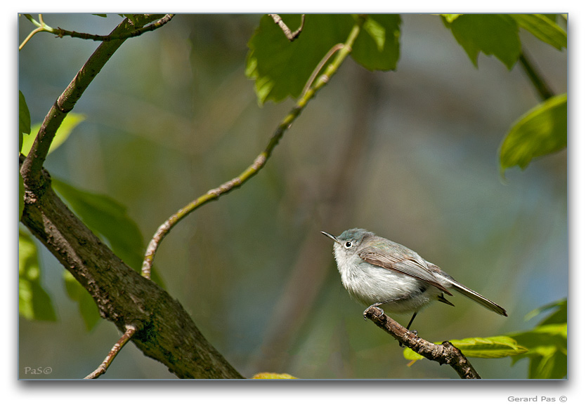 Blue-gray Gnatcatcher _DSC28504.JPG - click to enlarge image