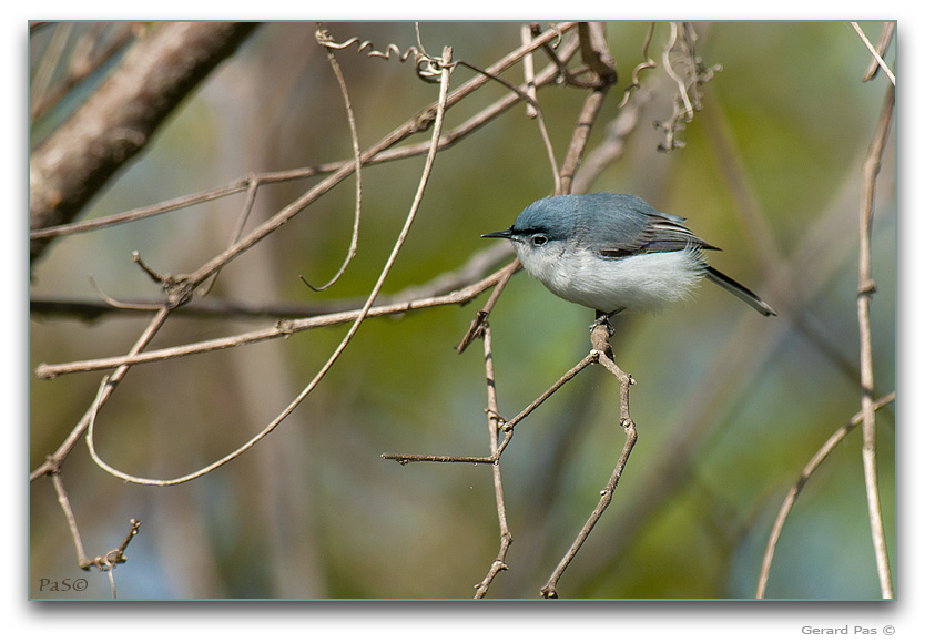 Blue-gray Gnatcatcher _DSC28515.JPG - click to enlarge image