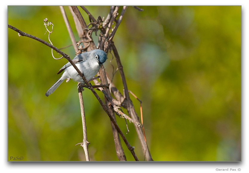 Blue-gray Gnatcatcher _DSC28523.JPG - click to enlarge image