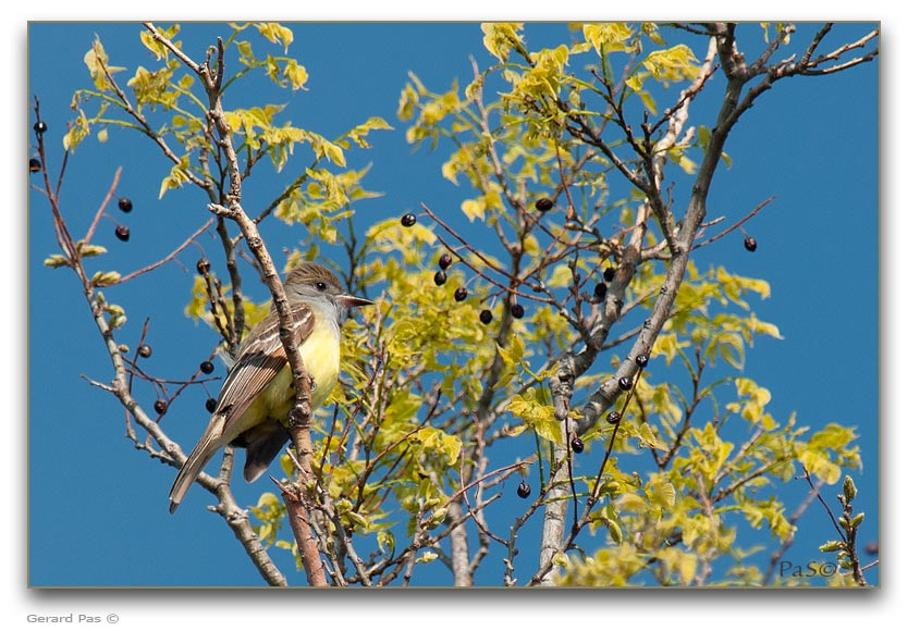 Great Crested Flycatcher _DSC28550.JPG - click to enlarge image