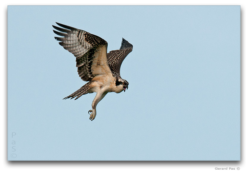 Osprey in flight _DSC2929331.JPG - click to enlarge image