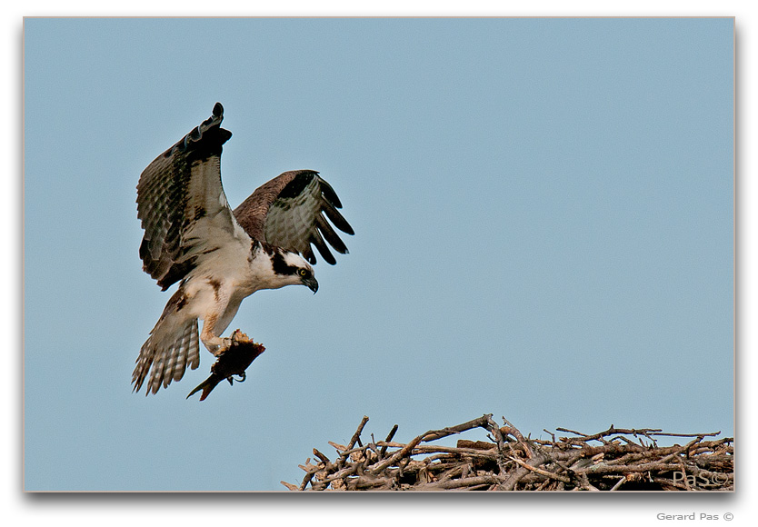 Osprey in flight _DSC2929356.JPG - click to enlarge image