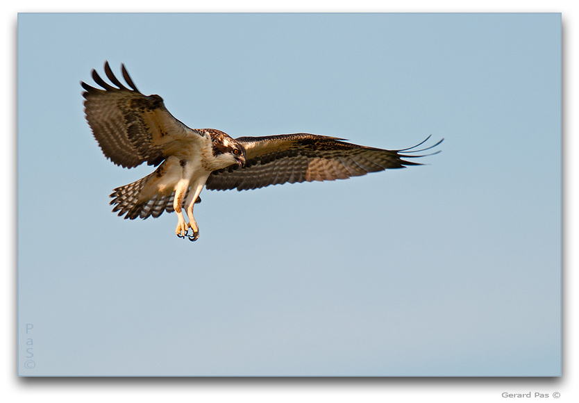 Osprey in flight _DSC2929443.JPG - click to enlarge image