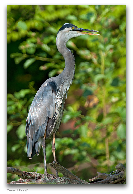 Great Blue Heron _DSC30068.JPG - click to enlarge image